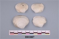 藏品(馬珂蛤)的圖片